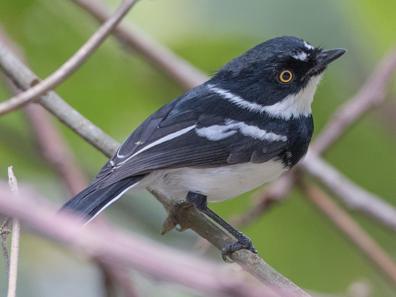 Rwenzori Batis in Uganda