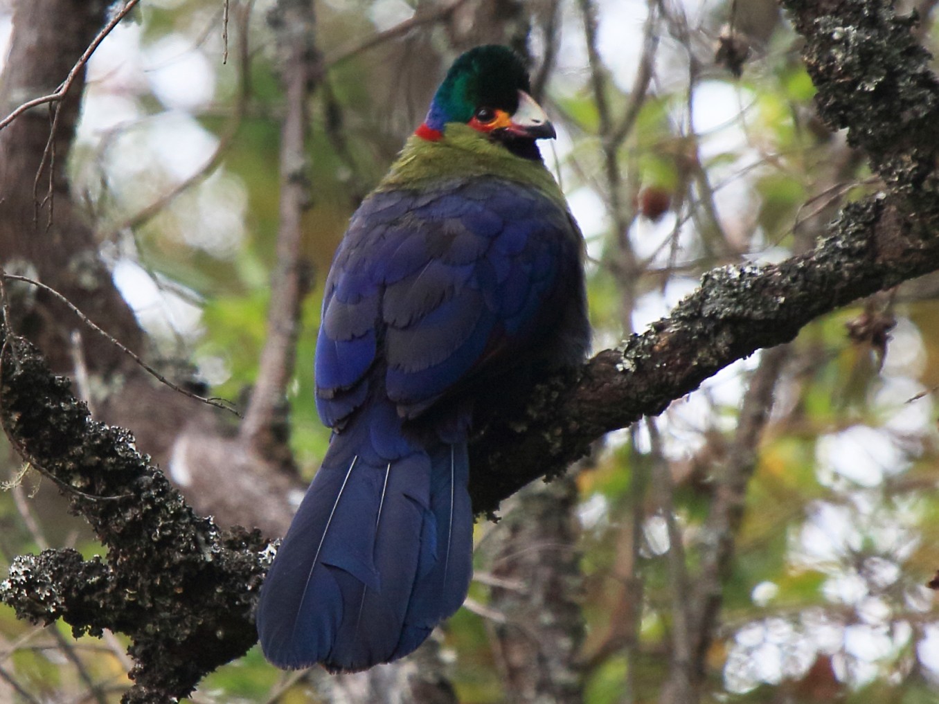 Rwenzori Turaco in Uganda