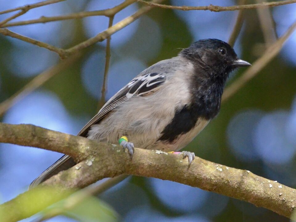 Stripe Breasted Tit in Uganda