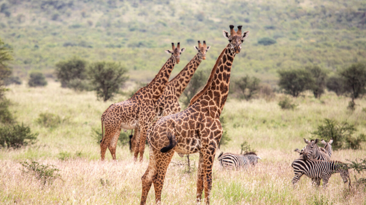Tanzania Safari Tours to Ibanda Kyerwa National Park