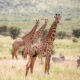 Tanzania Safari Tours to Ibanda Kyerwa National Park