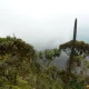 Vegetation of Mgahinga Gorilla National Park - Mgahinga Gorilla Weather & Climate