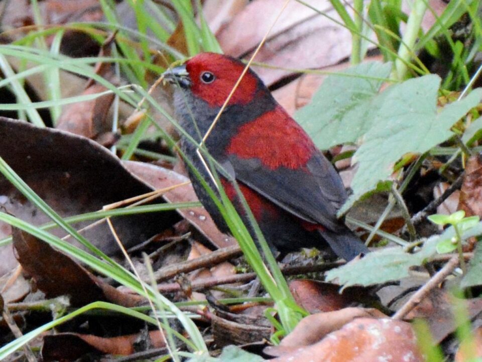 Watch Shelly’s Crimson Wing