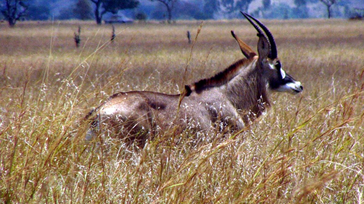 5 Days Safari to Ruma National Park Kenya - Luxury East African Safari Holiday