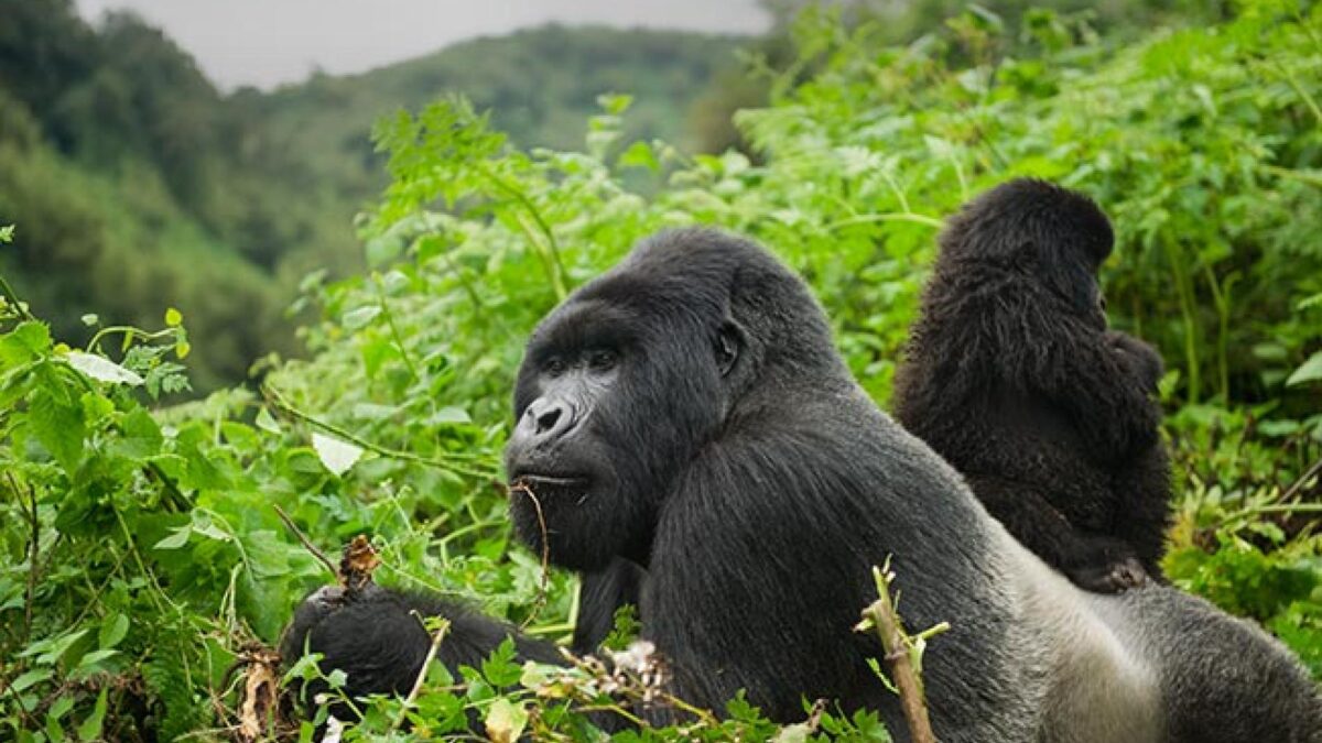 All you Need to know Before Booking Rwanda Gorilla Safari - 6 Days Rwanda Gorillas & Nyiragongo Volcano Safari