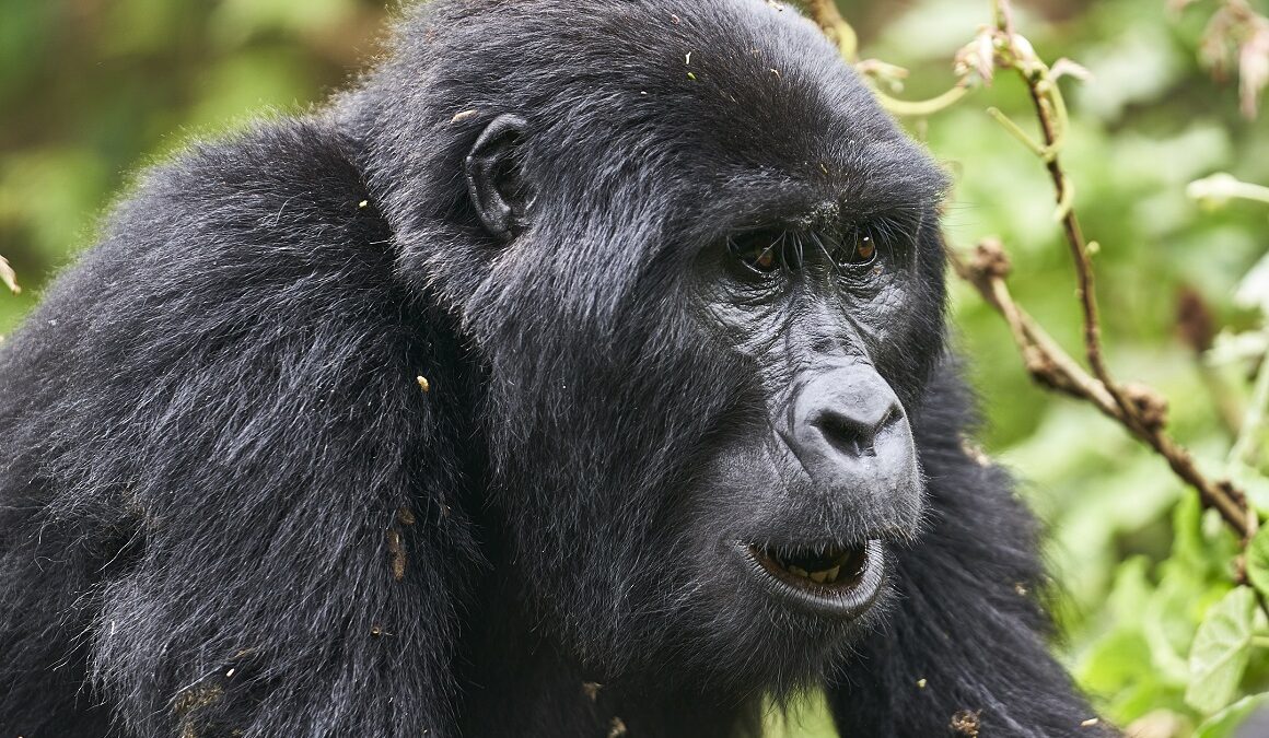 Buhoma Budget Gorilla Tracking Safari - Gorilla and Chimpanzee Habituation ExperienceGorilla and Chimpanzee Habituation Experience - Why do Gorillas beat their chest? - National Park Penalties & Cancelling Gorilla Permits in Uganda