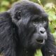 Buhoma Budget Gorilla Tracking Safari - Gorilla and Chimpanzee Habituation ExperienceGorilla and Chimpanzee Habituation Experience - Why do Gorillas beat their chest? - National Park Penalties & Cancelling Gorilla Permits in Uganda