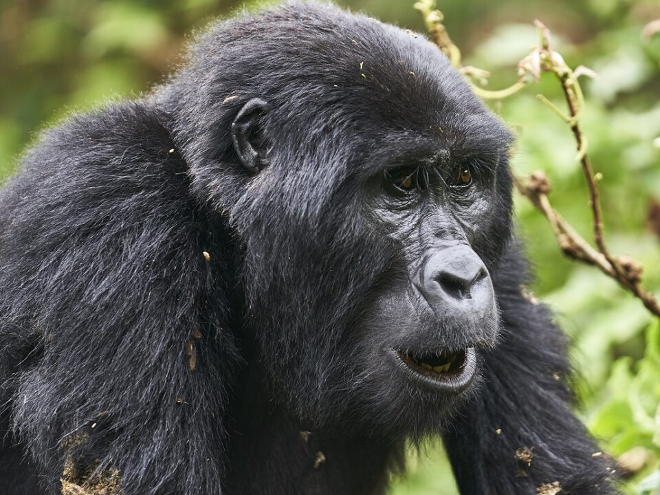 Buhoma Budget Gorilla Tracking Safari