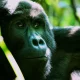 Buhoma Gorilla Fly-in Safaris - Flying Buhoma Mountain Gorilla Safaris - How Long Does a Gorilla live? - 10 Days Uganda Gorilla Safari by Private Charter