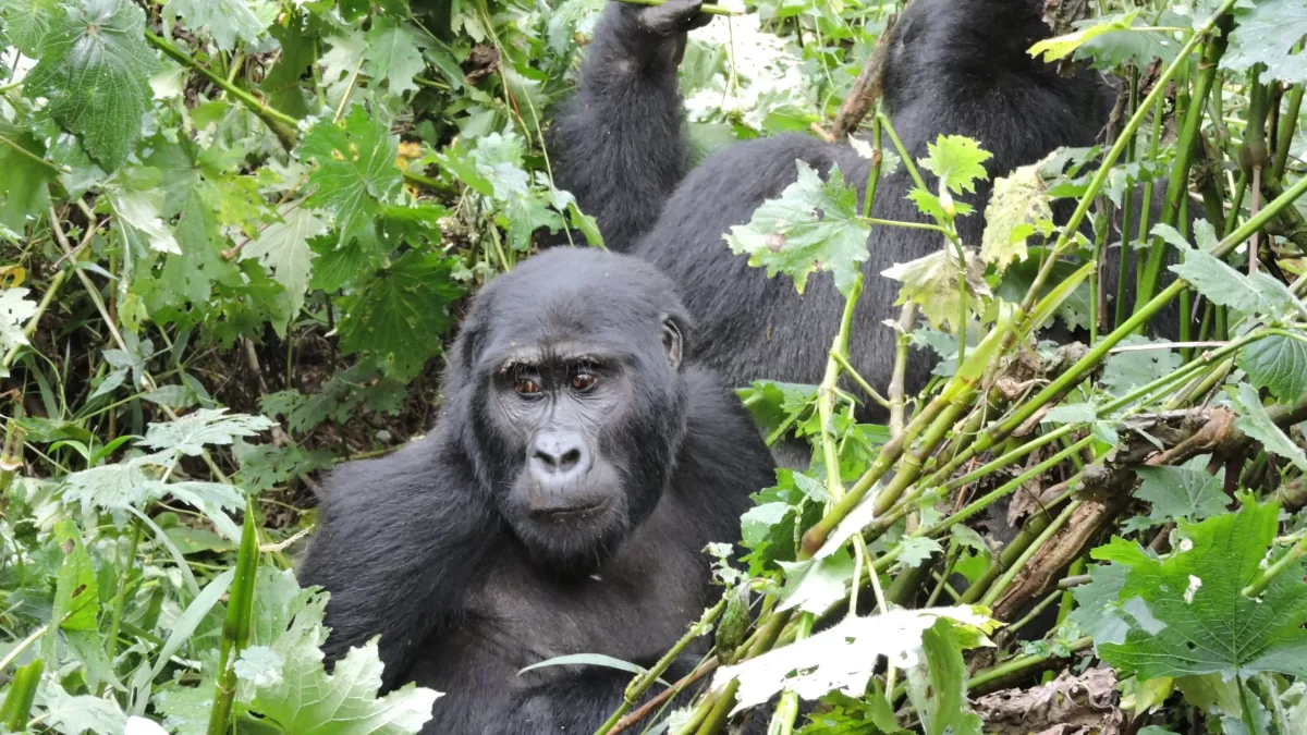 Buhoma Mountain Gorilla Holidays - Gorilla Tracking Safari in May - Guaranteed Gorilla habituation Permits in Uganda - How to Habituate Mountain Gorillas? - Four hour Gorilla Habituation Experience