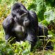 Drive from Buhoma to Ruhija for Gorilla Tracking - Gorilla Tracking Trails in Uganda