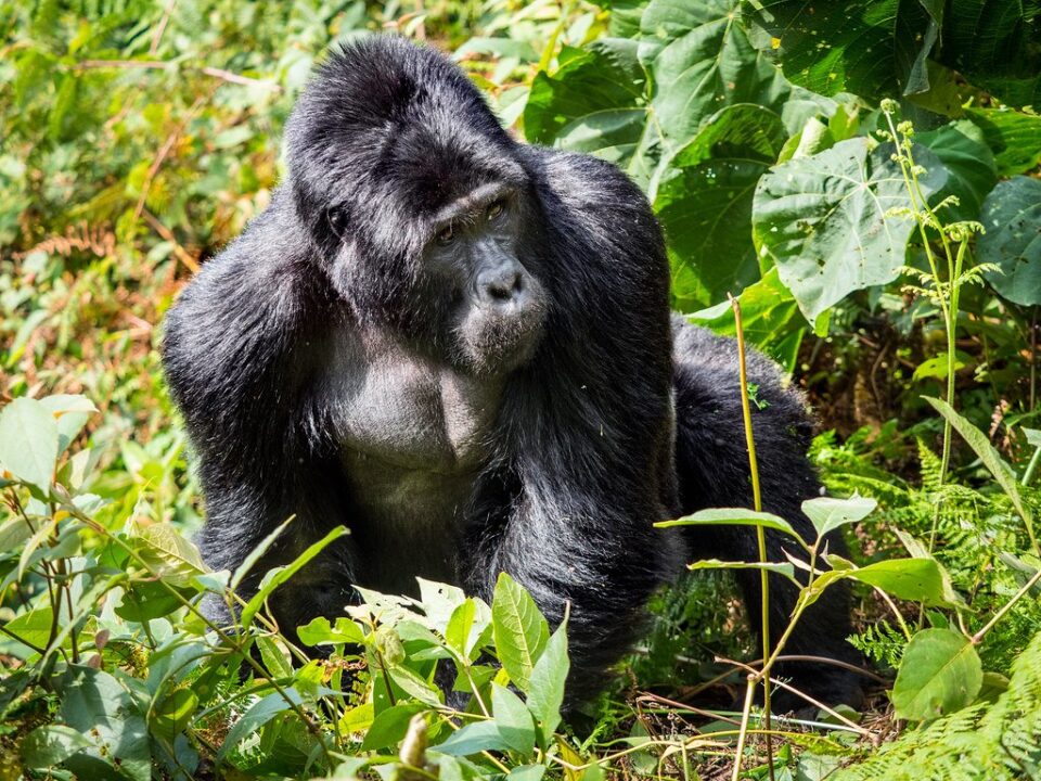 Drive from Buhoma to Ruhija for Gorilla Tracking - Gorilla Tracking Trails in Uganda