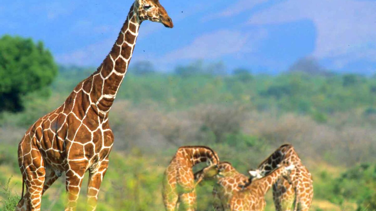 Meru National Park Kenya - Best East African Country for Wildlife Safari