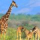 Meru National Park Kenya - Best East African Country for Wildlife Safari