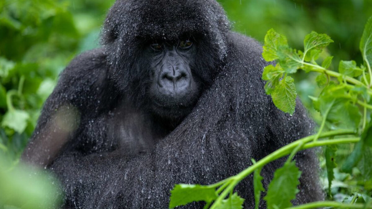 Mountain Gorilla Tracking Tours & Safaris in Rwanda - Rwanda Camping and Gorilla SafarisRwanda Camping and Gorilla Safaris - Where do Mountain Gorillas Live? - 2 Days Gorilla Trekking Safari in Rwanda