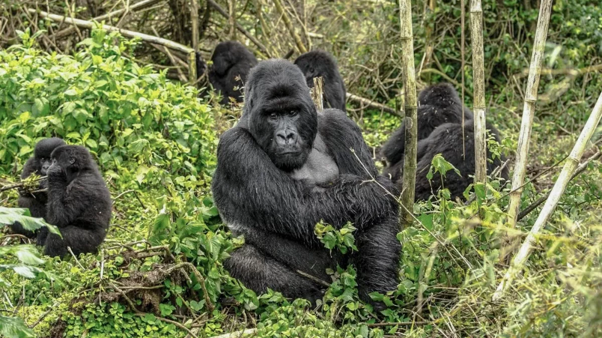 Mountain gorillas in Rwanda & Africa - Rwanda Discounted Gorilla Permits - Is Rwanda a Top Spot for Gorilla Tracking in Africa?