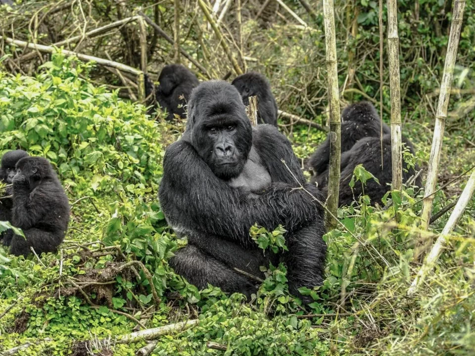 Mountain gorillas in Rwanda & Africa - Rwanda Discounted Gorilla Permits