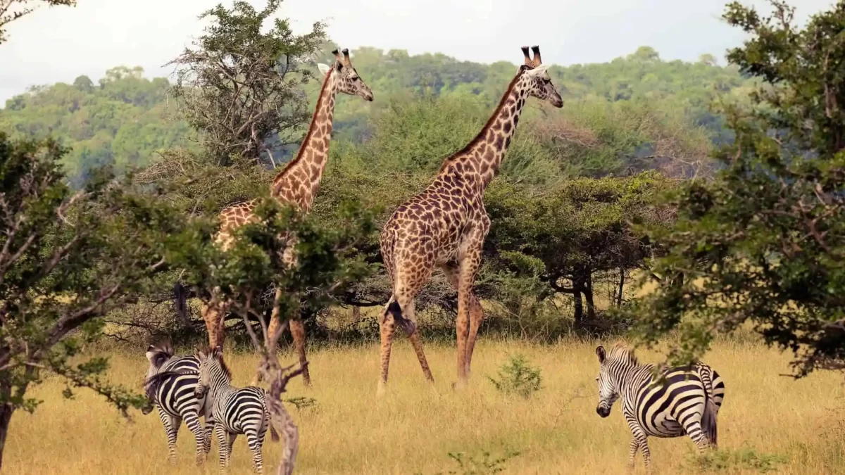 Nyerere National Park Tanzania