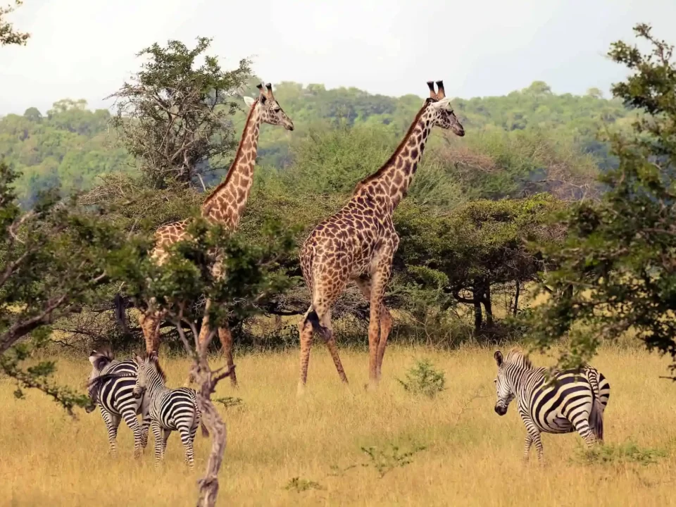 Nyerere National Park Tanzania