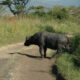 Ruma National Park Kenya - Budget East Africa Safaris & Tours