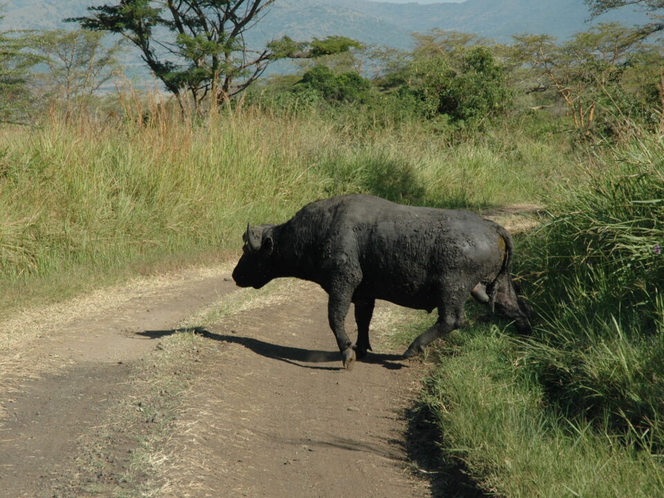 Ruma National Park Kenya - Budget East Africa Safaris & Tours