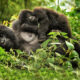 Rwanda Africa Gorilla Safaris - Role of Trackers or Advanced Team in Gorilla Trekking