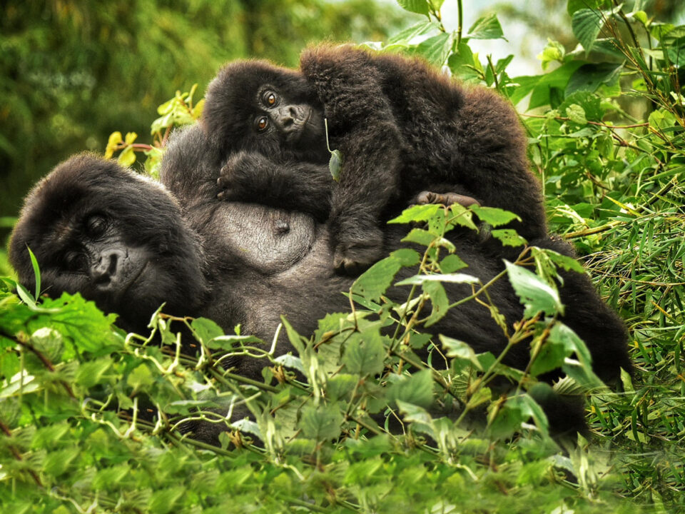 Rwanda Africa Gorilla Safaris