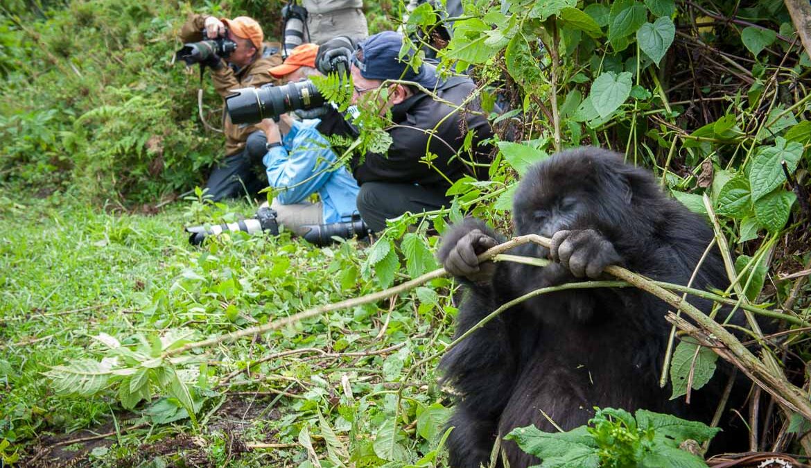 Rwanda Africa Gorilla Tracking Essentials