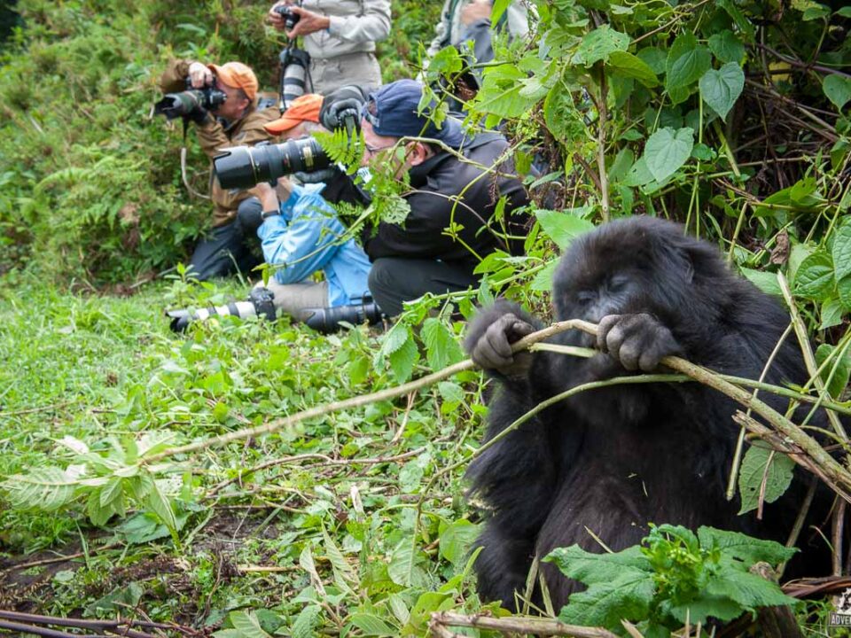 Rwanda Africa Gorilla Tracking Essentials - Top African Safari Destinations to Encounter
