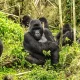 Rwanda Gorilla Tracking Holidays from Uganda