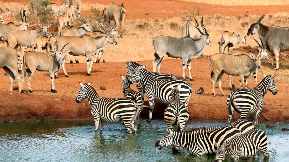 Tsavo National Parks Kenya