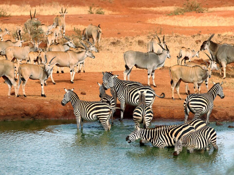 Tsavo National Parks Kenya