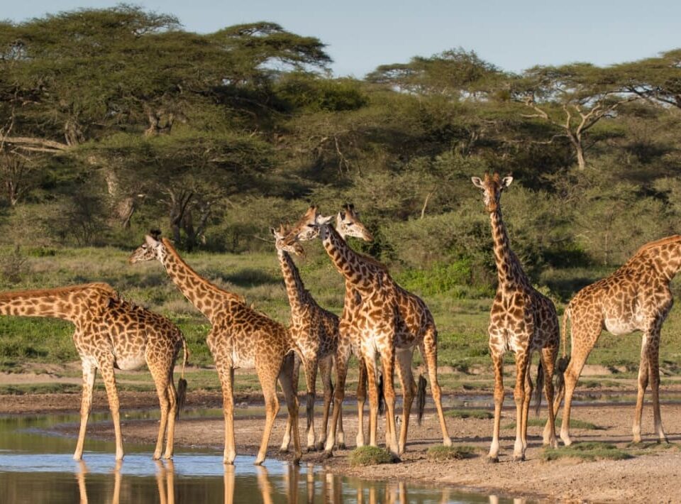 Ugalla River National Park Tanzania