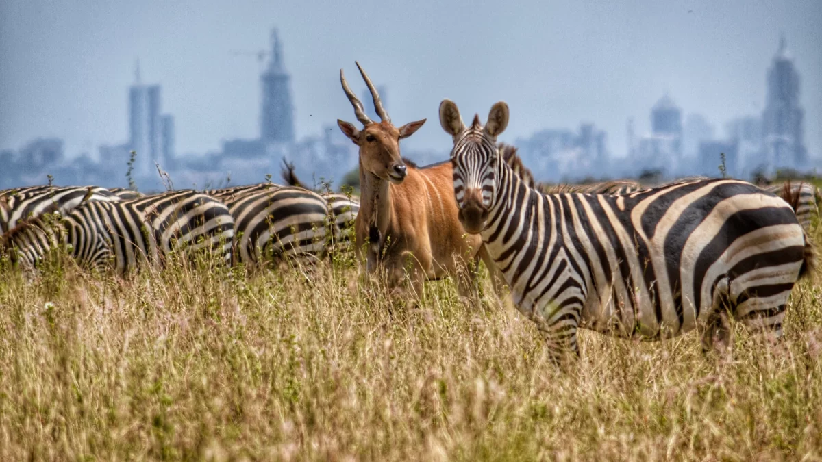 Visit & Explore Nairobi National Park Kenya - Best East African Country for Wildlife Safari