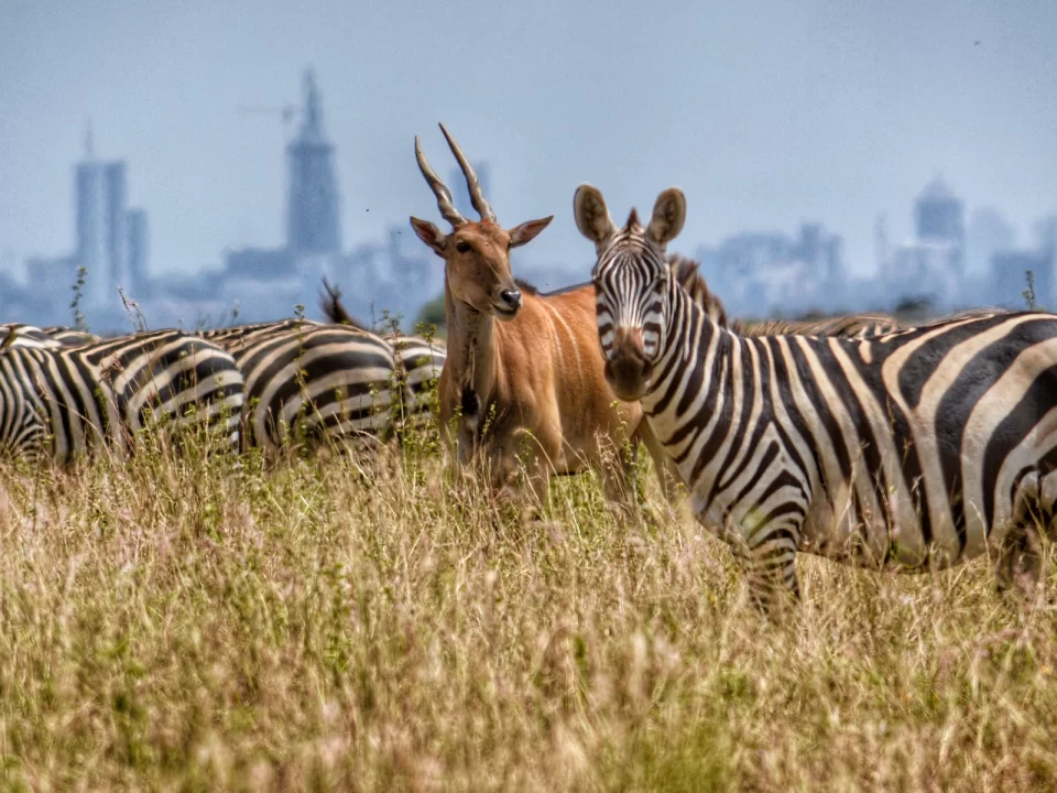 Visit & Explore Nairobi National Park Kenya - Best East African Country for Wildlife Safari