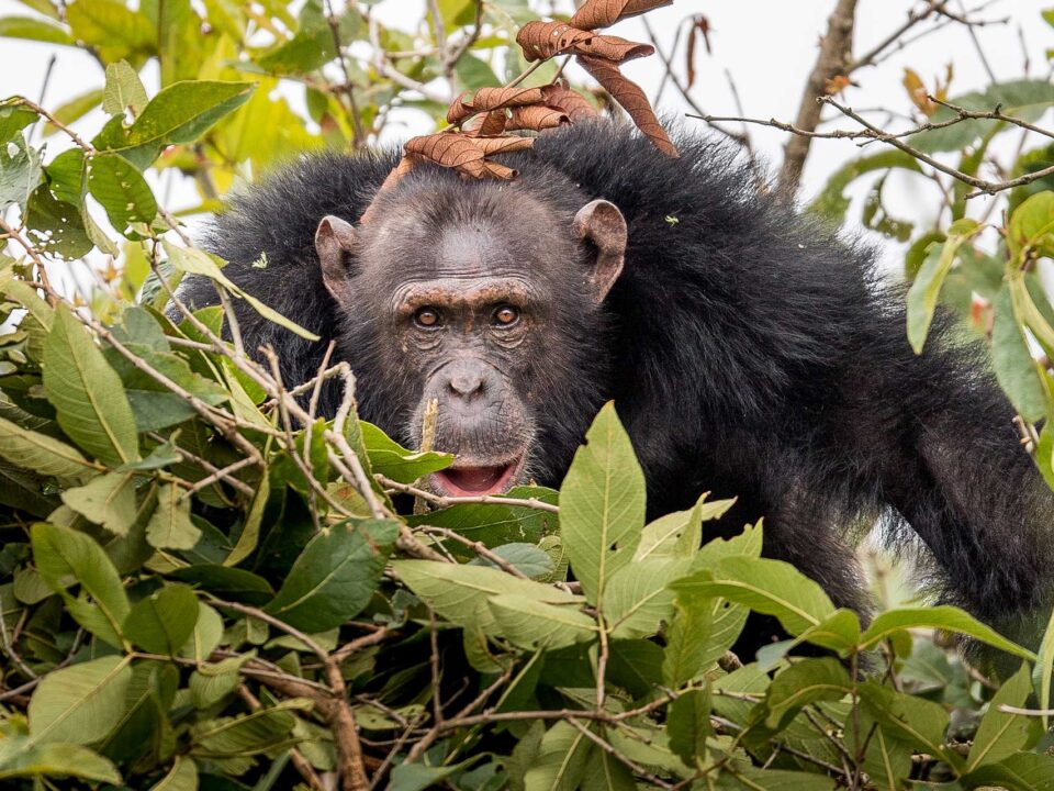 Rubondo Island National Park Tanzania