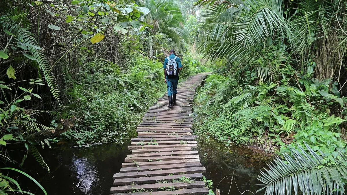Visit Bigodi Wetland Sanctuary - Bigodi Swamp Walk