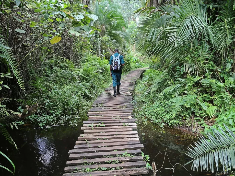 Visit Bigodi Wetland Sanctuary - Bigodi Swamp Walk