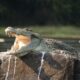 Filming Nile Crocodiles in Murchison falls National Park - Reptile Filming Locations In Uganda