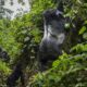 Gorilla Tracking in Virunga National Park
