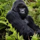 How to see East African Mountain gorillas in Rwanda - Silverback Gorilla Protects Family - Anniversary Trips to see Mountain Gorillas in Uganda and Rwanda - Iconic Primate Tracking Safari Holiday