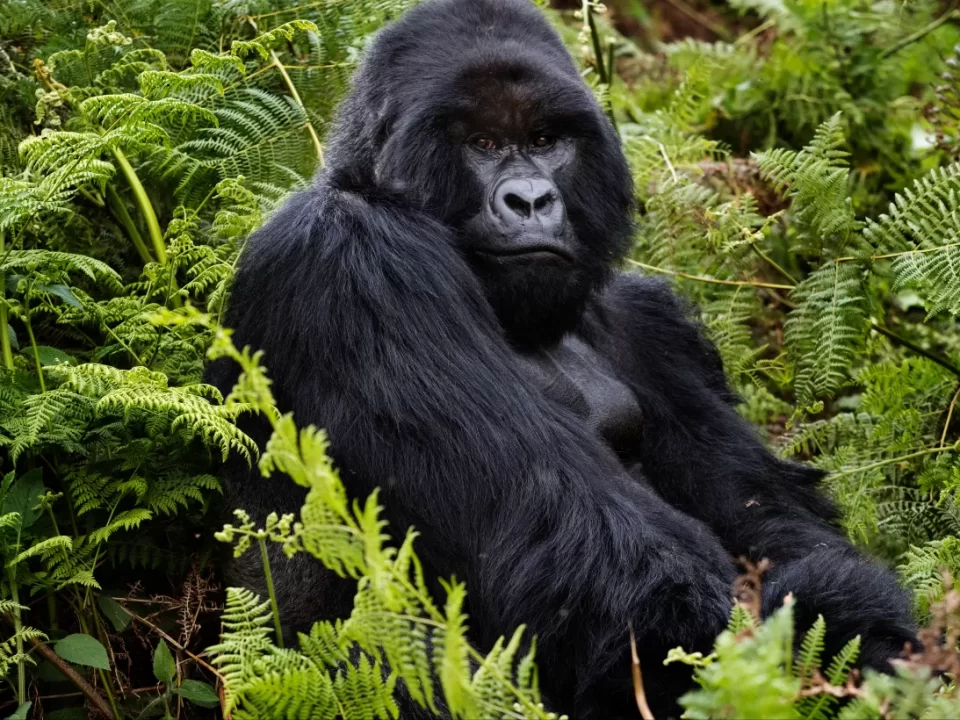 How to see East African Mountain gorillas in Rwanda - Silverback Gorilla Protects Family - Anniversary Trips to see Mountain Gorillas in Uganda and Rwanda - Iconic Primate Tracking Safari Holiday