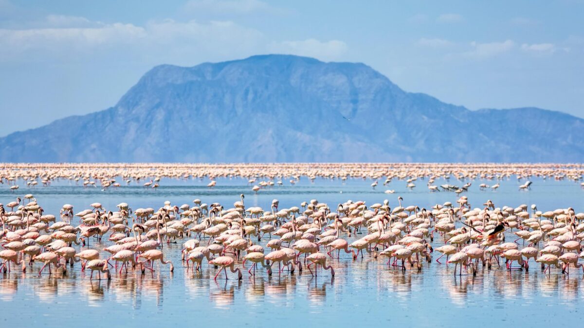 Lake Natron Serengeti Tanzania