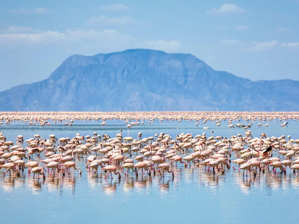 Lake Natron Serengeti Tanzania