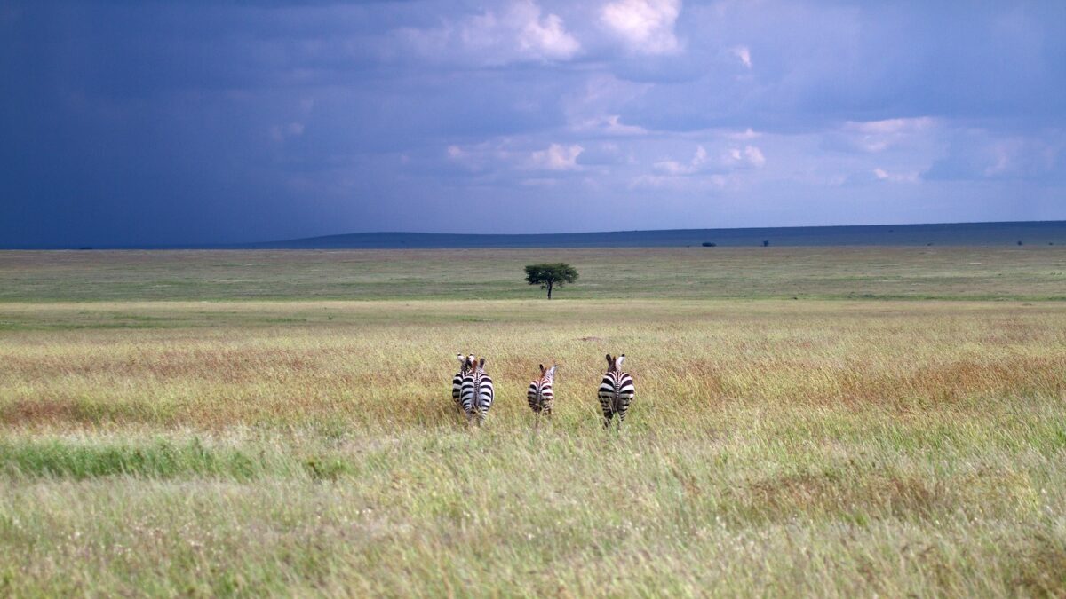 Long Grass Plains Serengeti Tanzania