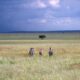 Long Grass Plains Serengeti Tanzania
