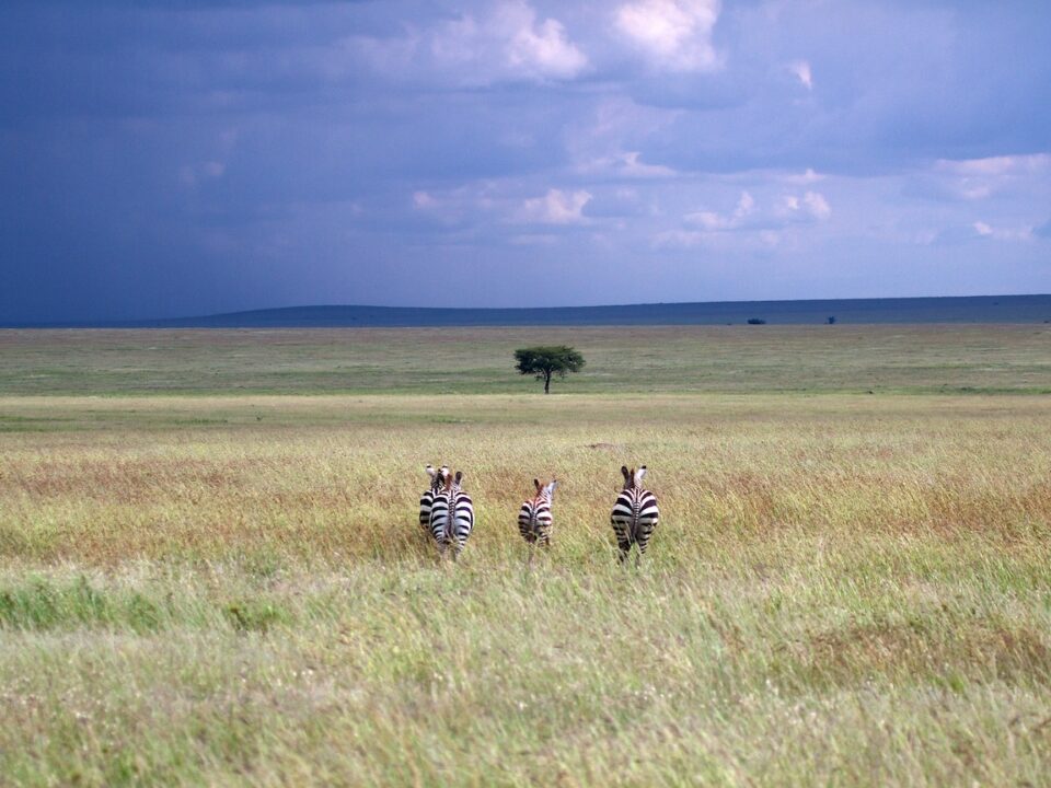 Long Grass Plains Serengeti Tanzania