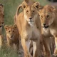 Makoma Hill Serengeti Tanzania - 7 Days Best of Tanzania Wildlife Safari - How to Plan a Safari to Tanzania?