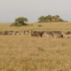 Masai Kopjes Serengeti Tanzania