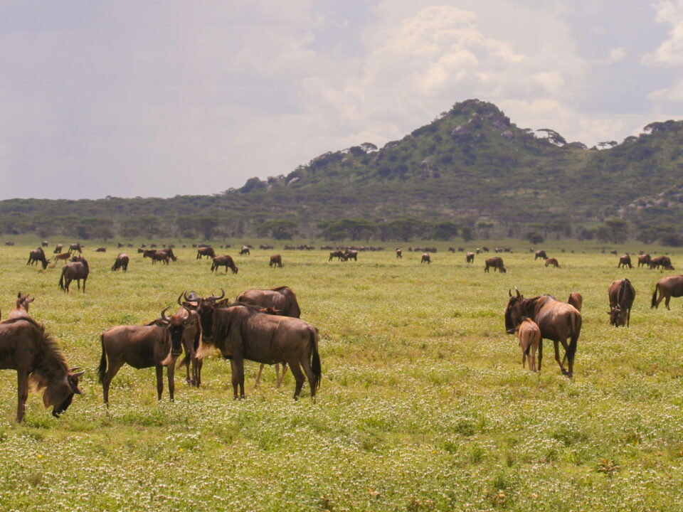 Matiti plains & twin hills Serengeti Tanzania